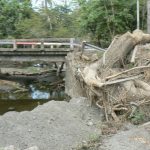 Fallen tree lies across the road