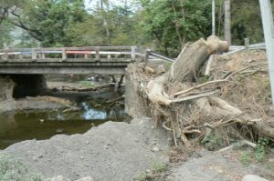 Fallen tree lies across the road