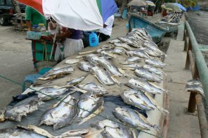 Life on the fishing pier