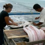 Salting the fish for market