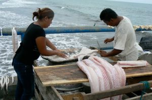 Salting the fish for market