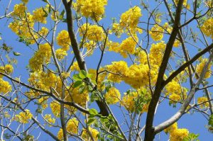 Yellow blossoms