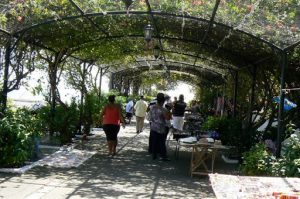 Vine covered promenade in old town