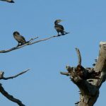 Cormorants watching for prey in the water