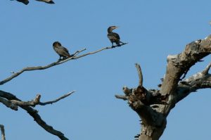 Cormorants watching for prey in the water