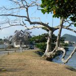 New art museum by Frank Gehry under construction along Causeway