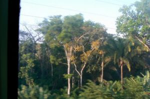 The canal and railway were cut through dense rain forest.