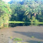 More views of the dense rain forest