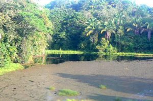 More views of the dense rain forest