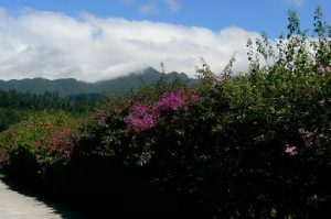 Mountain view from 'My Garden is your Garden'