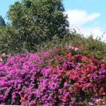 Colorful bougainvillia