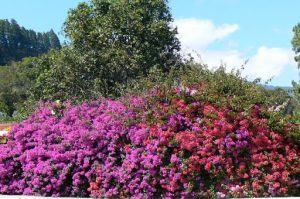 Colorful bougainvillia