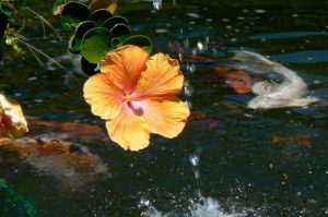 Koi pond