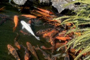 There are several koi ponds