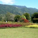 Mountain view from the gardens