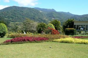 Mountain view from the gardens