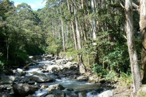 Mountain stream in the mountains