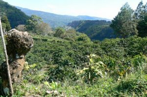 Coffee plants in the hills