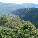 Coffee hills above Boquete