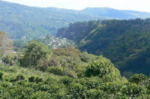 Coffee hills above Boquete