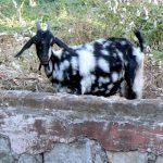 Spotted goat