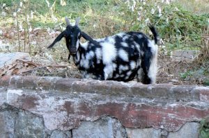 Spotted goat