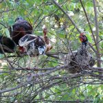 Chickens in a tree safely away from foxes