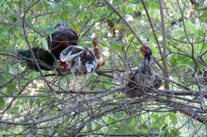 Chickens in a tree safely away from foxes