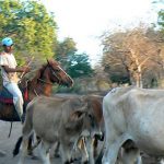 Cowboy and his herd