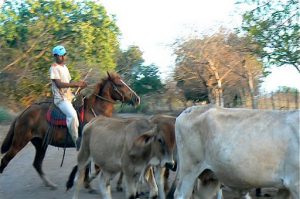 Cowboy and his herd