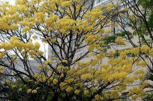 Spring blossoms outside Grand Hotel