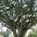 Huge tree in central San Marcos