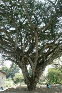 Huge tree in central San Marcos