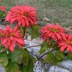 Poinsettias