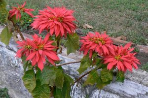 Poinsettias