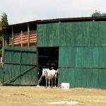 Local arena in Monteverde