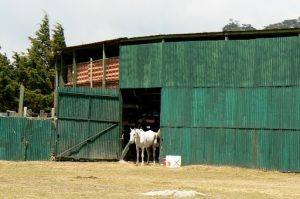 Local arena in Monteverde