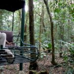 Rail car ride through the forest