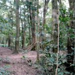 Dense forest-jungle