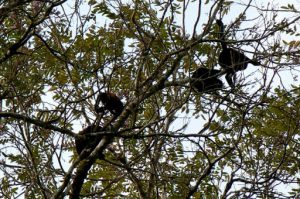 Monkeys in the trees
