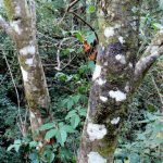 Varieties of bark