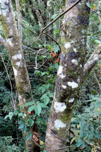 Varieties of bark