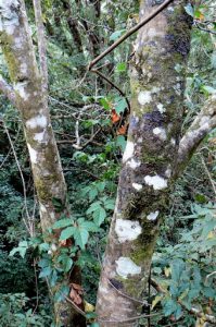 Varieties of bark