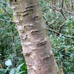 Varieties of bark