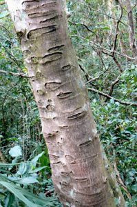 Varieties of bark