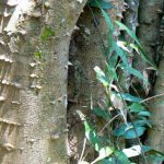 Varieties of bark