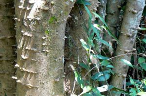 Varieties of bark