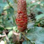 Quiet beauty of the plants