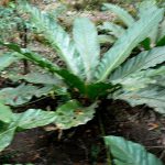 Giant ferns