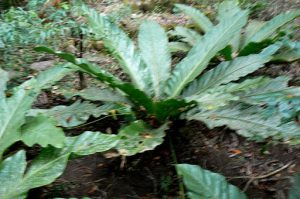 Giant ferns